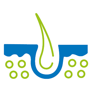 Skin cross section icon with hair follicle
